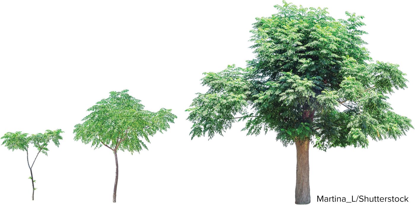 Three trees of increasing size and age standing side by side.